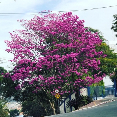 Manutenção das áreas verdes