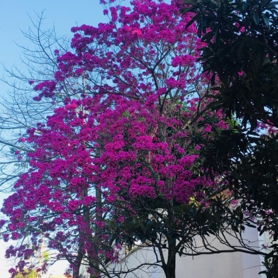 Manutenção das áreas verdes