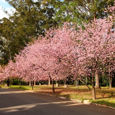 Manutenção das áreas verdes