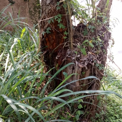 Manutenção das áreas verdes