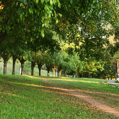 Manutenção das áreas verdes