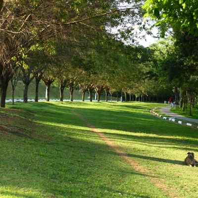 Manutenção das áreas verdes