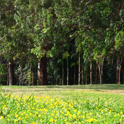 Manutenção das áreas verdes