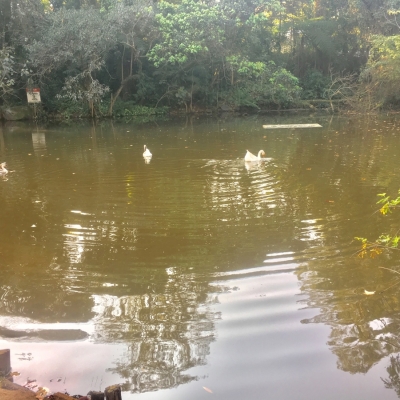 Manutenção das áreas verdes