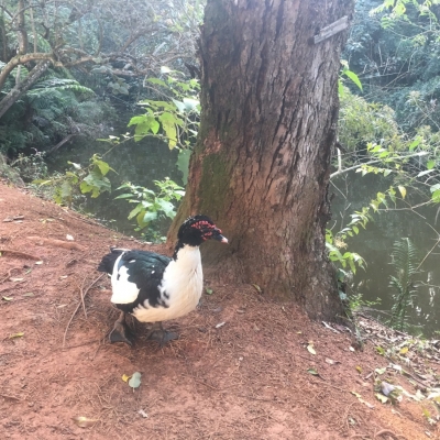 Manutenção das áreas verdes